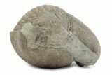 Bargain, Enrolled Illaenus Plautini Trilobite Fossil - Russia #363210-2